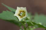 Cutleaf groundcherry